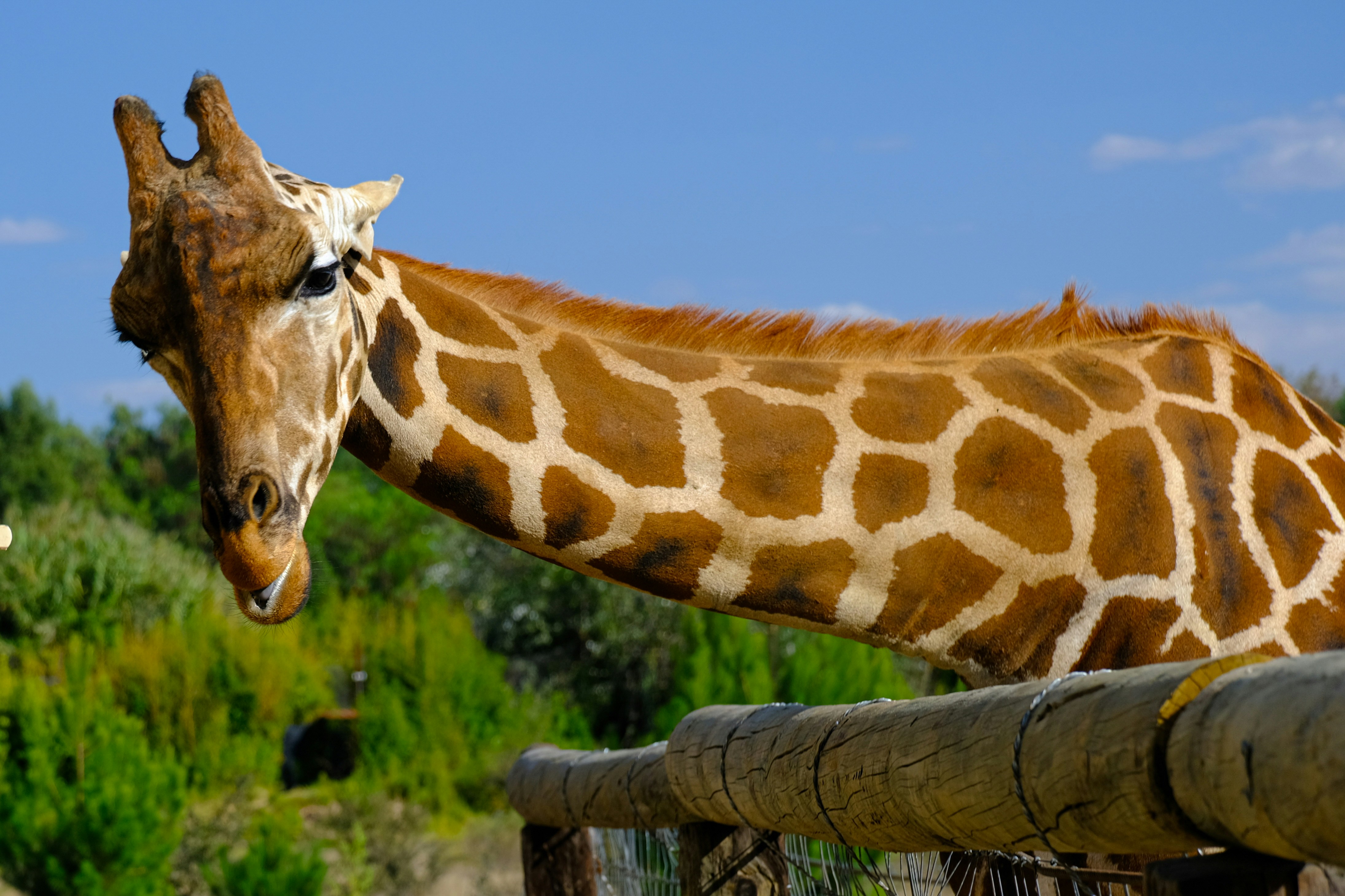 Spatialists – geospatial news - GeoGirafe 1.0